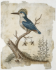 Edwards, George (1694 - 1773): The Crested Kingfisher from Johanna with vegetating wasps, dated 1761, Engraving, 25.5 x 20.3 cms.