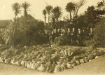 Unknown artist: Gyllingdune Gardens, Princess Pavillion, Falmouth, photograph, 14.7 x 20 cms.