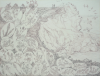 Whicker, Gwendoline J. (1900-1966): Rare and not so rare plants of the Lizard Peninsula Coastline, signed, pencil and ink, 40 x 48 cms.