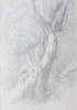Martin, William A. (1899-1988): Sketch of curved tree trunks, pencil, 15.1 x 22.8 cms. Presented by Moss, Ruth. Bequest.