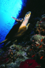 Webster, Mark (born 1955): Hawksbill turtle, cibachrome photograph, 45.7 x 30.7 cms. Presented by Webster, Mark.