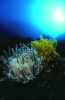 Webster, Mark (born 1955): Feather stars, cibachrome photograph, 45.7 x 30.7 cms. Presented by M. Webster in 2002.