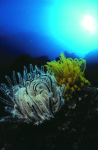 Webster, Mark (born 1955): Feather stars, cibachrome photograph, 45.7 x 30.7 cms. Presented by M. Webster in 2002.