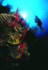 Webster, Mark (born 1955): Rope sponges and diver, cibachrome photograph, 45.7 x 30.7 cms. Presented by M. Webster in 2002.