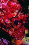 Webster, Mark (born 1955): Scorpion fish, cibachrome photograph, 45.7 x 30.7 cms. Presented by Webster, Mark.