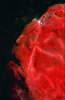 Webster, Mark (born 1955): Frog fish, cibachrome photograph, 45.7 x 30.7 cms. Presented by Webster, Mark.