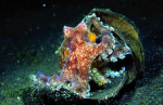 Webster, Mark (born 1955): Octopus in coconut shell, cibachrome photograph, 30.7 x 45.7 cms. Presented by Webster, Mark.