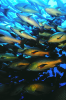 Webster, Mark (born 1955): Red Snappers, cibachrome photograph, 45.7 x 30.7 cms. Presented by M. Webster in 2002.