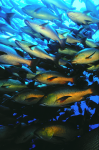 Webster, Mark (born 1955): Red Snappers, cibachrome photograph, 45.7 x 30.7 cms. Presented by M. Webster in 2002.