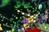 Webster, Mark (born 1955): Flambouyant nudibranch, cibachrome photograph, 30.7 x 45.7 cms. Presented by Webster, Mark.