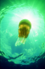 Webster, Mark (born 1955): Rhyzostoma jelly fish, cibachrome photograph, 45.7 x 30.7 cms. Presented by Webster, Mark.