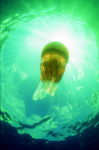 Webster, Mark (born 1955): Rhyzostoma jelly fish, cibachrome photograph, 45.7 x 30.7 cms. Presented by Webster, Mark.