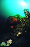 Webster, Mark (born 1955): Lumpsucker with diver, cibachrome photograph, 45.7 x 30.7 cms. Presented by Webster, Mark.