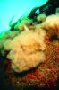 Webster, Mark (born 1955): Plumose anemones, cibachrome photograph, 45.7 x 30.7 cms. Presented by Webster, Mark.