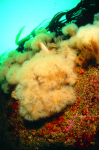 Webster, Mark (born 1955): Plumose anemones, cibachrome photograph, 45.7 x 30.7 cms. Presented by Webster, Mark.