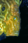 Webster, Mark (born 1955): John Dory, cibachrome photograph, 45.7 x 30.7 cms. Presented by Webster, Mark.