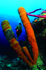 Webster, Mark (born 1955): Tube sponges and diver, cibachrome photograph, 45.7 x 30.7 cms. Presented by Webster, Mark.
