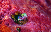 Webster, Mark (born 1955): Secretary blenny in sponge, cibachrome photograph, 30.7 x 45.7 cms. Presented by Webster, Mark.