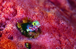 Webster, Mark (born 1955): Secretary blenny in sponge, cibachrome photograph, 30.7 x 45.7 cms. Presented by Webster, Mark.