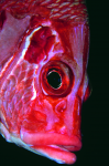 Webster, Mark (born 1955): Soldier fish, cibachrome photograph, 45.7 x 30.7 cms. Presented by M. Webster in 2002.