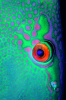 Webster, Mark (born 1955): Parrot fish eye, cibachrome photograph, 45.7 x 30.7 cms. Presented by M. Webster in 2002.