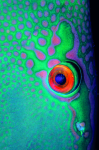 Webster, Mark (born 1955): Parrot fish eye, cibachrome photograph, 45.7 x 30.7 cms. Presented by M. Webster in 2002.