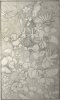 Williams, Marjorie (nee Murray 1880-1961): Fuchias and other flowers, pencil, 29 x 22 cms. Presented by Mariella Fischer Williams MD in 2003.
