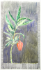 Williams, Marjorie (nee Murray 1880-1961): Chrynodendron, Lamledra, watercolour and pencil, 29 x 22 cms. Presented by Mariella Fischer Williams MD in 2003.