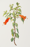 Williams, Marjorie (nee Murray 1880-1961): Mitraria, watercolour and pencil, 29 x 22 cms. Presented by Mariella Fischer Williams MD in 2003.