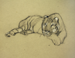 Williams, Marjorie (nee Murray 1880-1961): Zoo, sketchbook, 30.5 x 24 cms. Presented by Mariella Fischer Williams MD in 2003.