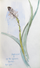 Williams, Marjorie (nee Murray 1880-1961): Sketchbook, dated 1927-1929, pencil and watercolour, 15.5 x 24 cms. Presented by Mariella Fischer Williams MD in 2003.