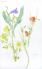 Williams, Marjorie (nee Murray 1880-1961): Sketchbook, dated 1937-1938, Watercolour & pencil, 24 x 15 cms. Presented by Mariella Fischer Williams MD in 2003.