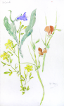 Williams, Marjorie (nee Murray 1880-1961): Sketchbook, dated 1937-1938, Watercolour & pencil, 24 x 15 cms. Presented by Mariella Fischer Williams MD in 2003.