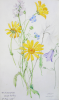 Williams, Marjorie (nee Murray 1880-1961): Sketchbook, dated 1946 - 1949, watercolour & pencil, 24 x 15 cms. Presented by Mariella Fischer Williams MD in 2003.
