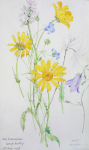 Williams, Marjorie (nee Murray 1880-1961): Sketchbook, dated 1946 - 1949, watercolour & pencil, 24 x 15 cms. Presented by Mariella Fischer Williams MD in 2003.