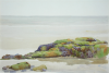 Todd, Ralph (1856-1932): Seaweed and sand, watercolour, 25.3 x 35.5 cms.