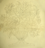 Williams, Marjorie (nee Murray 1880-1961): Flower design from Chinese tile in the V & A, pencil and ink on tracing paper, 48 x 43 cms. Presented by Dr Mariella Fischer-Williams.