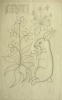 Williams, Marjorie (nee Murray 1880-1961): Design from La Dame a La Leoine, Cluny 16th century, inscribed for Joanne, pencil on paper, 48.5 x 49.5 cms. Presented by Dr Mariella Fischer-Williams.