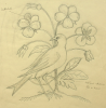 Williams, Marjorie (nee Murray 1880-1961): Bird with flower design, pencil on paper, 26 x 24 cms. Presented by Dr Mariella Fischer-Williams.