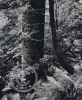 Godwin, Fay (1931-2005): Remains of Elmet, 1979, printer: Stoneman, Hugh (1947-2005), signed, photogravure published by Faber (number 8 of an edition of 30) published 1994, 34.2 x 33.2 cms. The Art Fund Hugh Stoneman Archive. (c) The British Library Board.