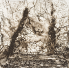 Jackson, Kurt (born 1961): Winter wood (brown), printer: Stoneman, Hugh (1947-2005), signed and dated 2004, etching (B.A.T), 70.5 x 70.5 cms. The Art Fund Hugh Stoneman Archive.