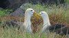Fagin, Anthony (born 1938): Waved Albatross, photograph, 30 x 42 cms. Presented by the artist as part of the Heritage Lottery Fund's Darwin 200 celebrations.
