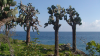 Fagin, Anthony (born 1938): Cactus trees, photograph, 30 x 42 cms. Presented by the artist as part of the Heritage Lottery Fund's Darwin 200 celebrations.