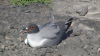 Fagin, Anthony (born 1938): Swallow-tailed gull, photograph, 30 x 42 cms. Presented by the artist as part of the Heritage Lottery Fund's Darwin 200 celebrations.