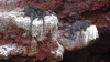 Fagin, Anthony (born 1938): Galapagos marine iguanas, photograph, 30 x 42 cms. Presented by the artist as part of the Heritage Lottery Fund's Darwin 200 celebrations.