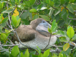 Fagin, Kate (1948-2012): Brown pelican in mangrove, photograph, 30 x 42 cms. Presented by the artist as part of the Heritage Lottery Fund's Darwin 200 celebrations.