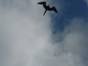 Fagin, Kate (1948-2012): Magnificent frigatebird, photograph, 30 x 42 cms. Presented by the artist as part of the Heritage Lottery Fund's Darwin 200 celebrations.
