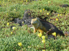 Fagin, Kate (1948-2012): Galapagos land iguana, photograph, 30 x 42 cms. Presented by the artist as part of the Heritage Lottery Fund's Darwin 200 celebrations.