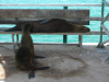 Fagin, Kate (1948-2012): Californian seal mother suckling young, photograph, 30 x 42 cms. Presented by the artist as part of the Heritage Lottery Fund's Darwin 200 celebrations.