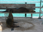 Fagin, Kate (1948-2012): Californian seal mother suckling young, photograph, 30 x 42 cms. Presented by the artist as part of the Heritage Lottery Fund's Darwin 200 celebrations.
